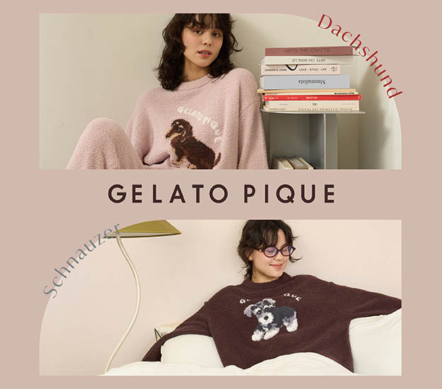 GELATO PIQUE Dachshund Schnauzer