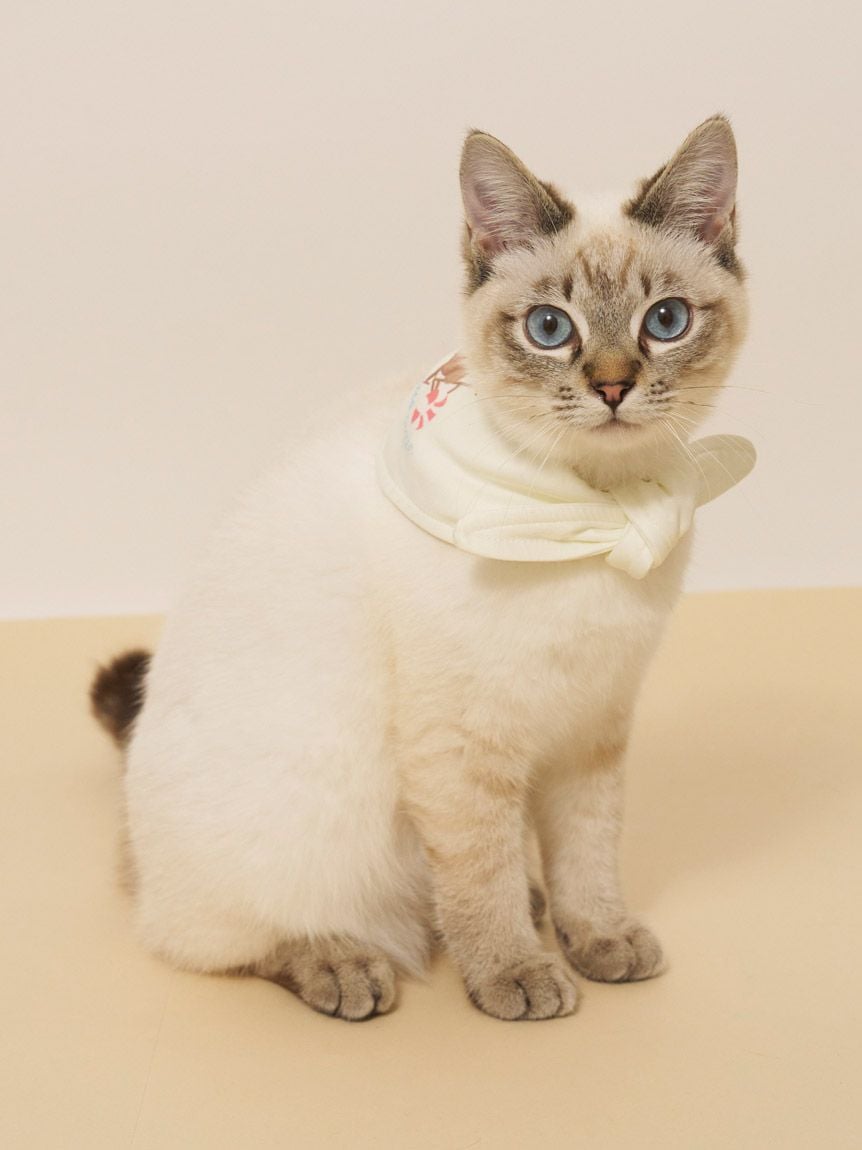 【CAT&DOG】夏日小熊印花保冷劑領巾 PAGA262582
