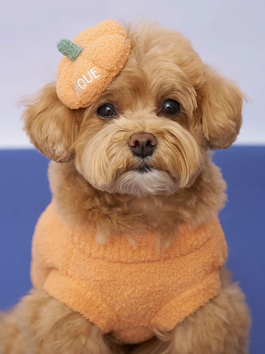 【HALLOWEEN】【CAT&DOG】南瓜髮夾 PAGA264717