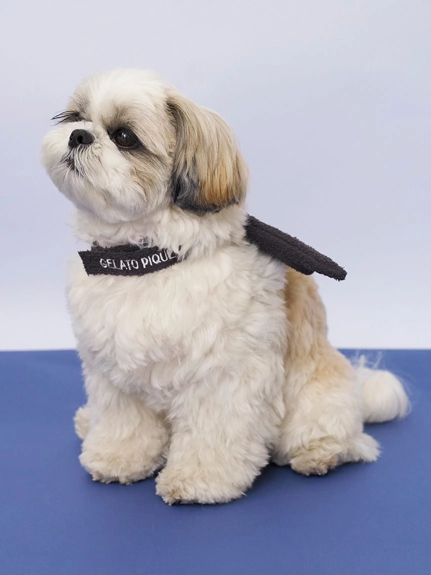 【HALLOWEEN】【CAT&DOG】蝙蝠翅膀 PAGA264719