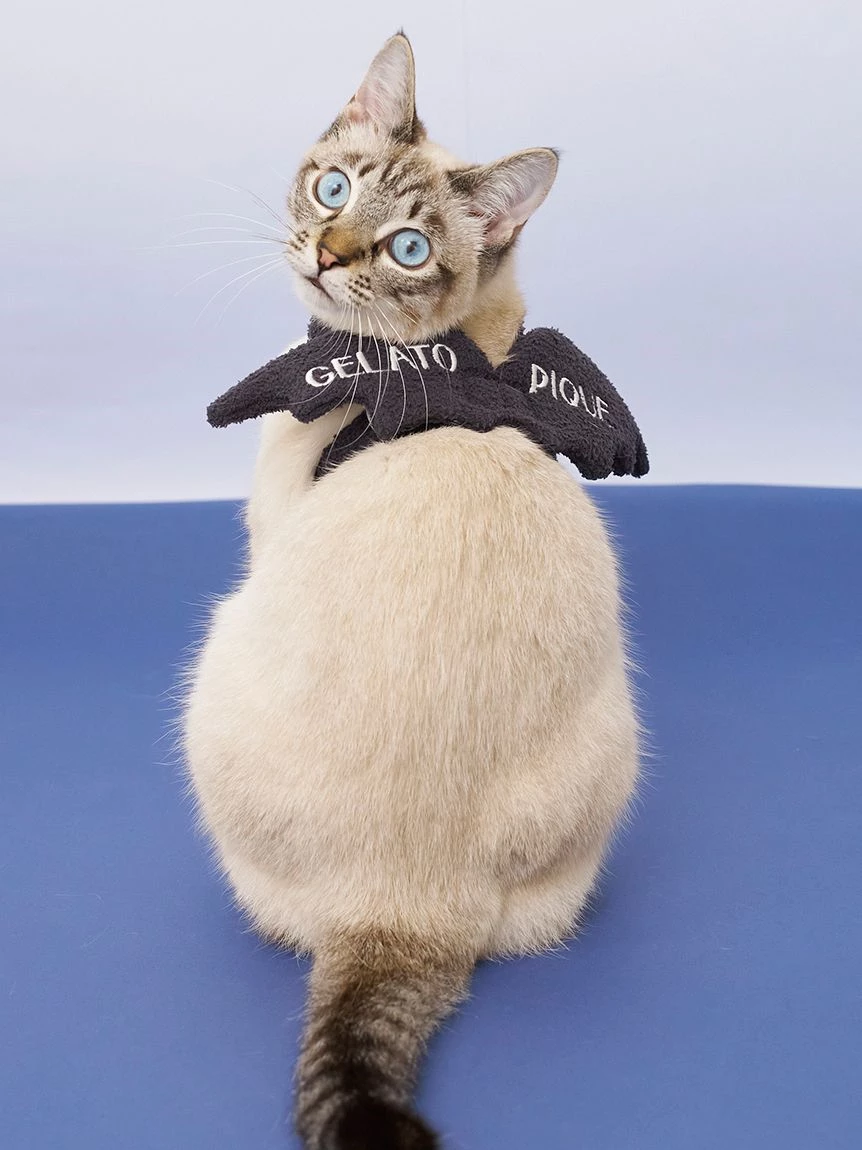 【HALLOWEEN】【CAT&DOG】蝙蝠翅膀 PAGA264719