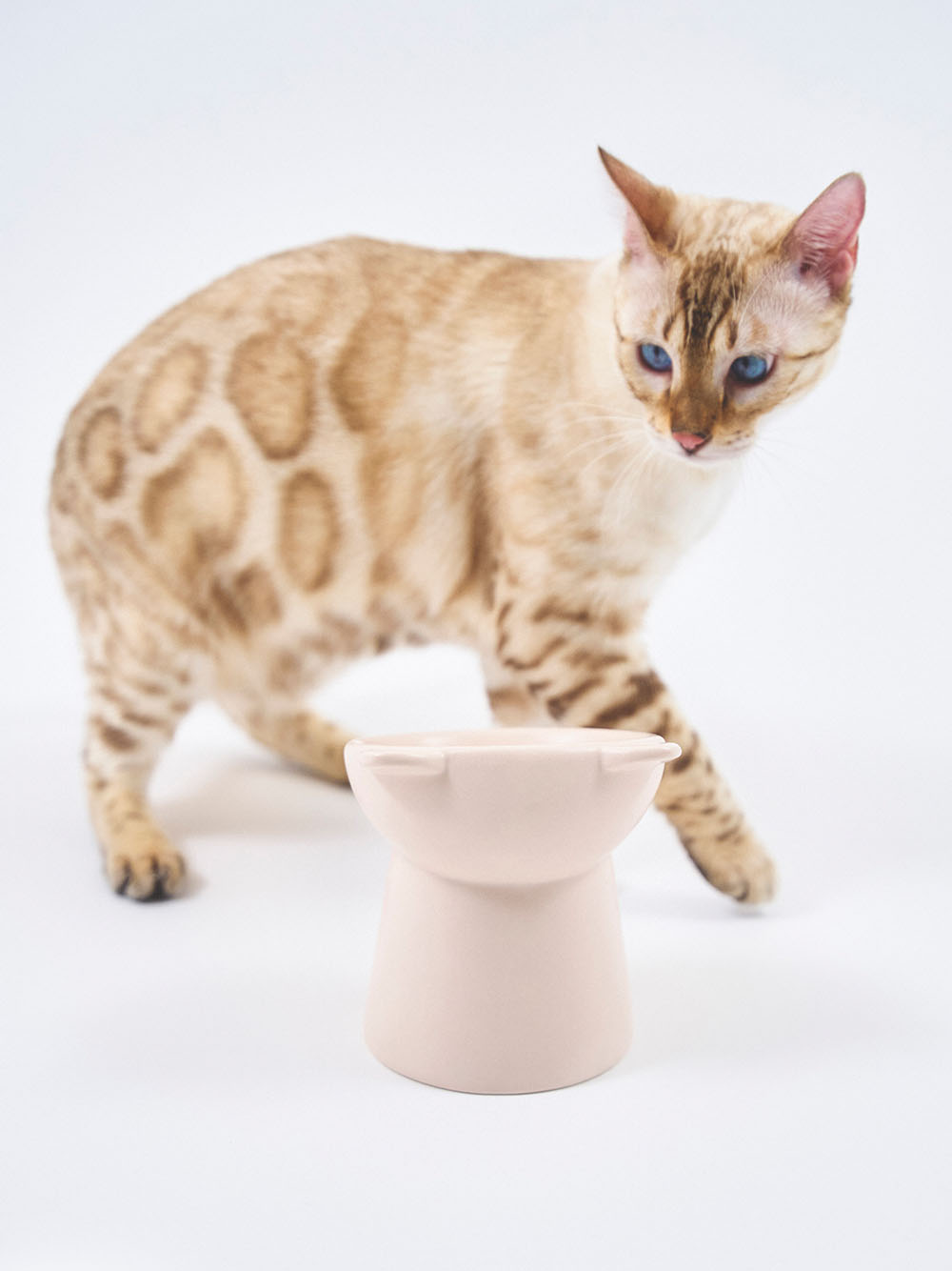 【CAT&DOG】貓耳形狀寵物餐碗 PAGG231609