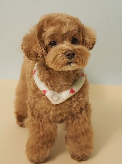 【CAT&DOG】夏日印花Cooling涼感頸圈 PAGG262588