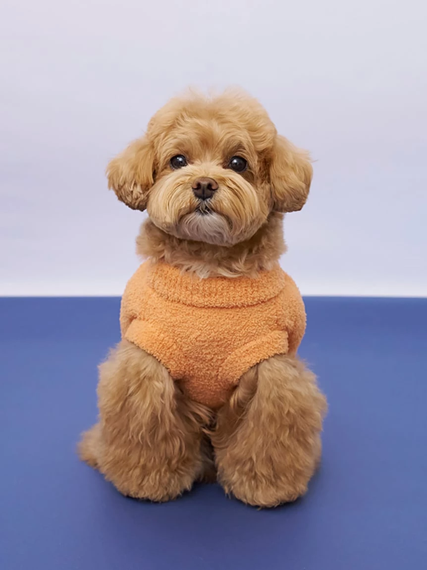 【HALLOWEEN】【CAT&DOG】南瓜套頭上衣 PAGG264720