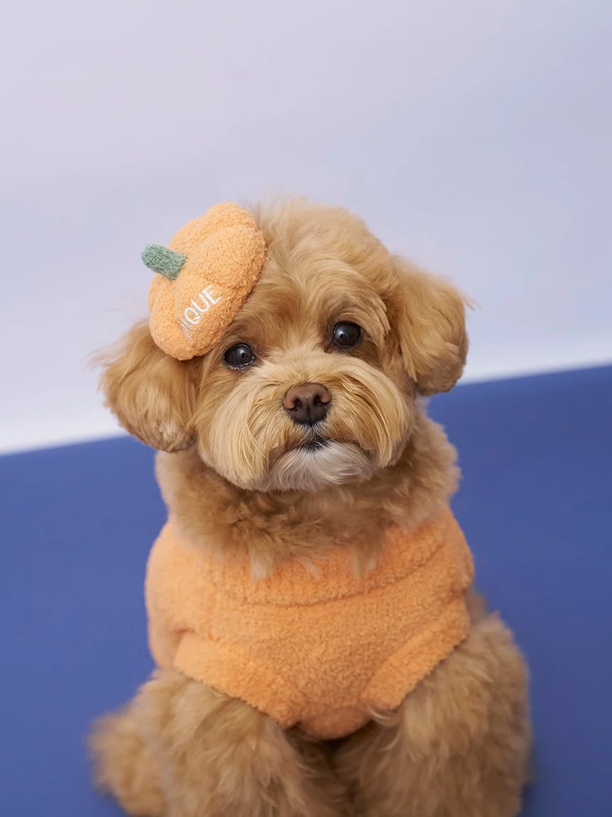 【HALLOWEEN】【CAT&DOG】南瓜套頭上衣 PAGG264720